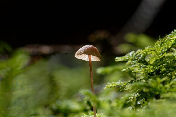 mushroom, helmling, forest-4401997.jpg